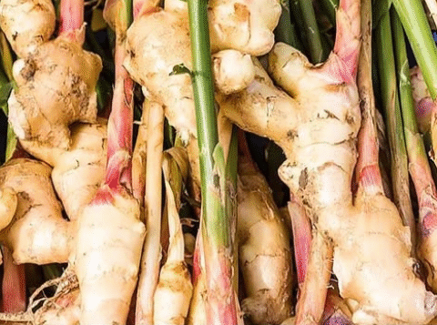 Stop Buying Ginger. Here’s How to Grow an Endless Supply of Ginger Right at Home