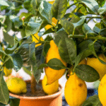 Stop Buying Avocados. Here’s How You Can Grow an Avocado Tree in a Small Pot at Home