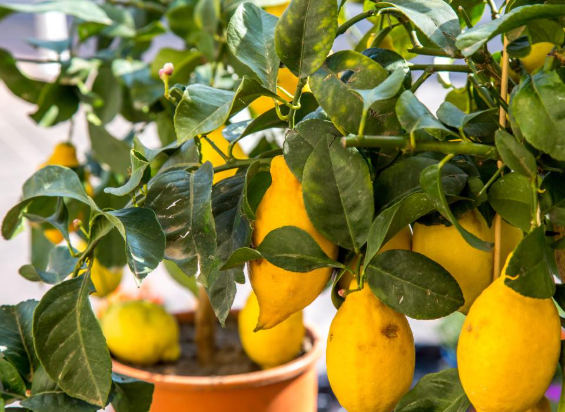 Stop Buying Lemons. Here’s How To Grow An Endless Supply Of Lemons Right At Home