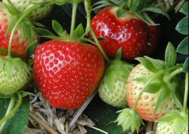 Stop Buying Strawberries. Use These 7 Brilliant Tips To Grow Them At Home Instead