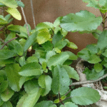 Are Hostas Edible? How To Harvest & Eat A Perennial Favorite