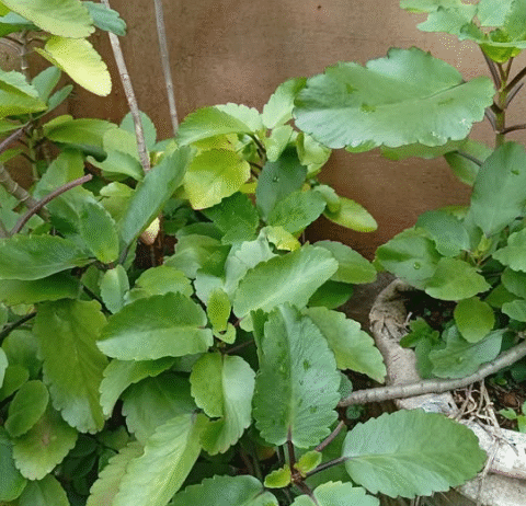 The Medicinal Power of Beet Leaves