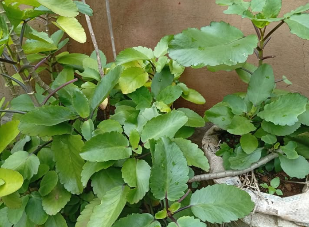 The Medicinal Power of Beet Leaves