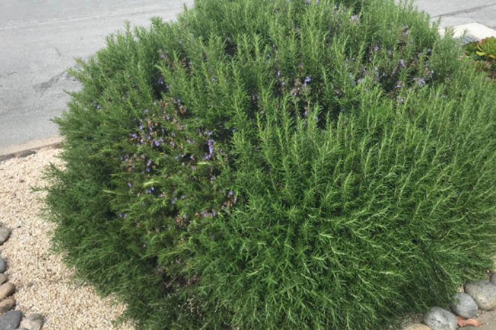This Is Why Every Garden Needs a Rosemary Bush by the Front Door