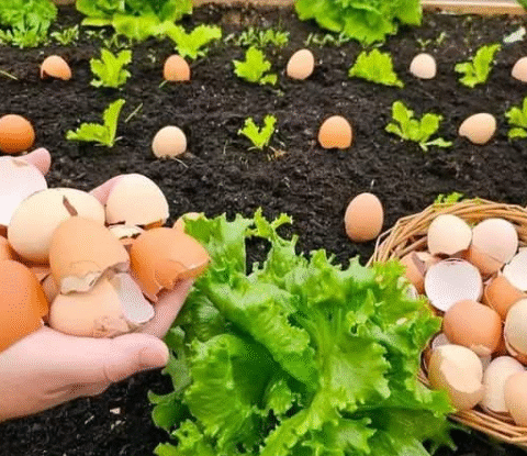 Using Eggshells for Tomatoes for Bumper Harvest