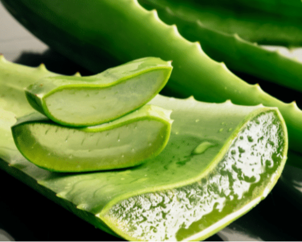 What Aloe Vera Does In Your Body: Why Egyptians Called It The Plant Of Immortality