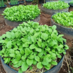 15 Vegetables to Plant in August for a BIG Fall Harvest