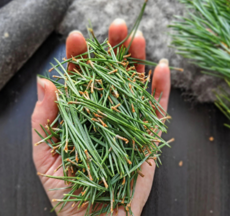 Why You Should Use Pine Needles in Your Garden (Not Rake Them Away!)