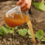 How to grow orchids. Discover the steam method and how to use garlic to help