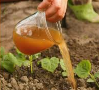 2 Homemade Fertilizers for Plants to Bear Fruit