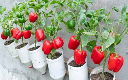 8 Secrets To Grow a Bumper Crop of Peppers