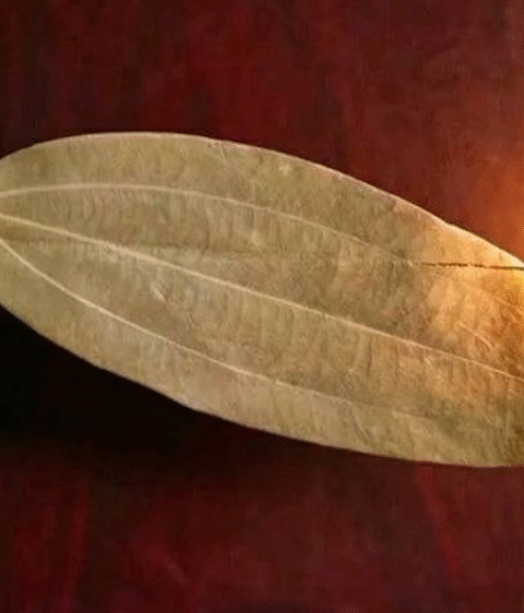 Discover the Benefits of Burning Bay Leaves in Your Home