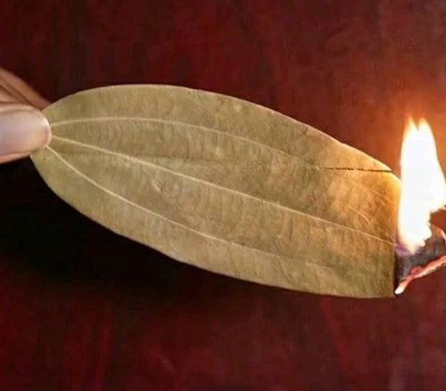 Discover the Benefits of Burning Bay Leaves in Your Home