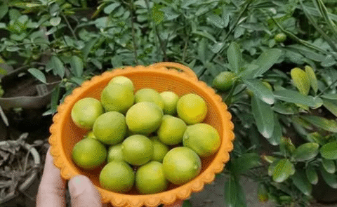 Disproportionate lemon harvest, just apply this natural fertilizer