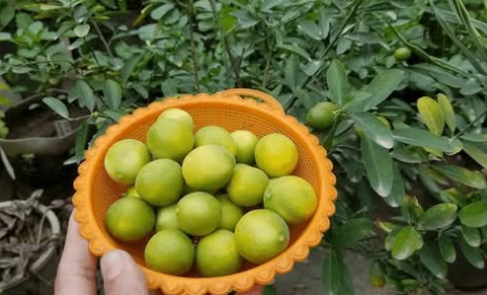 Disproportionate lemon harvest, just apply this natural fertilizer