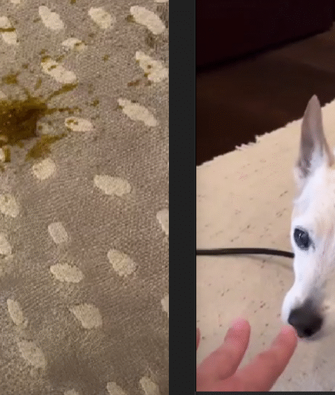 Dog Pee Smell and Stain Remover