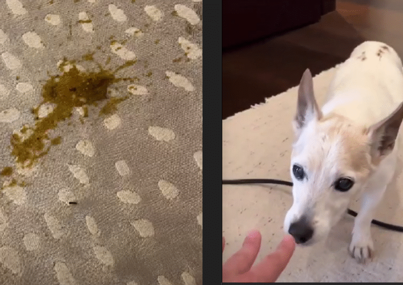 Dog Pee Smell and Stain Remover