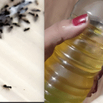 Dog Pee Smell and Stain Remover