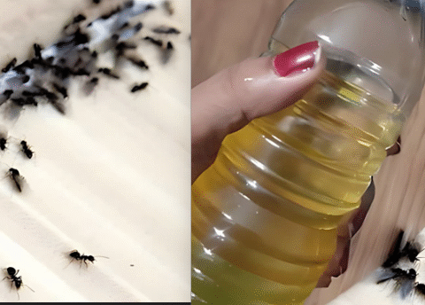 It just takes two minutes to get rid of Ants and all flies by spraying this natural repellent that you made yourself