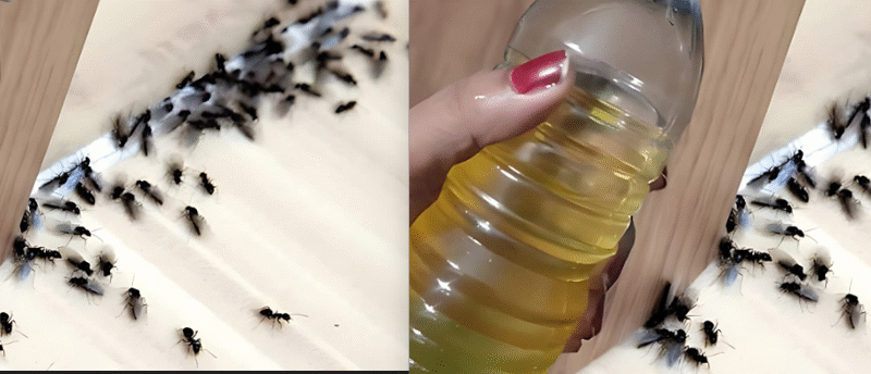 It just takes two minutes to get rid of Ants and all flies by spraying this natural repellent that you made yourself