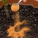 Prepare this against insects, just a few ingredients are enough to make them disappear