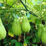Papaya Sap – The Natural Remedy You’ve Never Heard Of (Until Now)!