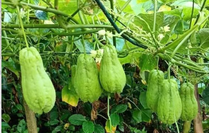 Grow Chayote Anywhere – A Step-by-Step Guide to Container Harvesting!