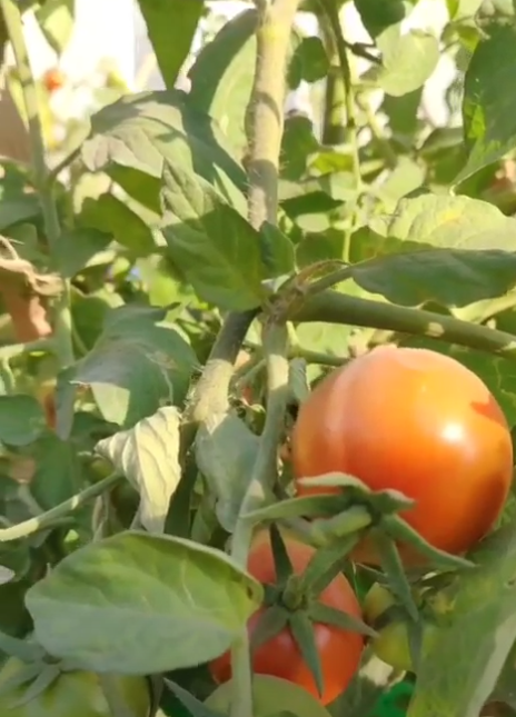 Grow Juicier Tomatoes by Feeding Them This Kitchen Staple!