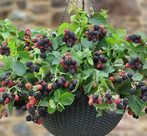 Grow Juicy Blackberries at Home – Even in Small Pots!