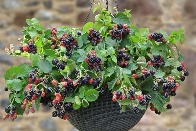 Grow Juicy Blackberries at Home – Even in Small Pots!