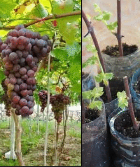 Growing Grape Plants from Grape Fruits Using Garlic as a Rooting