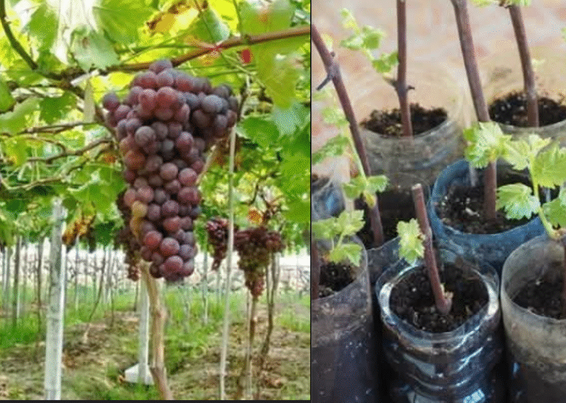 Growing Grape Plants from Grape Fruits Using Garlic as a Rooting