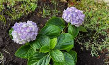 Growing Hydrangeas from Cuttings