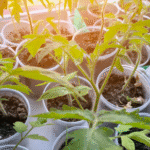 How to Grow Muskmelon at Home in Containers