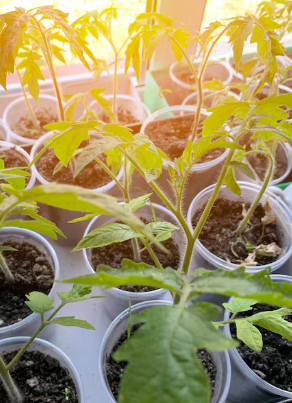 Growing Tomatoes at Home from Tomatoes