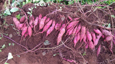 Had No Soil, No Money… Yet I Grew Tons of Sweet Potatoes!