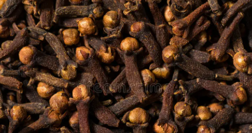 How I Grew Clove Trees from Seeds – You Can Too!