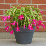 Place 1 tablet on the base! Even weak orchids can grow 600% and bloom all year round