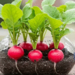 This will revive any yellowing or rotting plant in a matter of hours