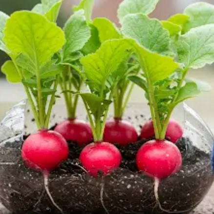 How to Grow Beautiful Organic Radishes in Recycled Plastic Bottles, you don’t need a garden.How to Grow Beautiful Organic Radishes in Recycled Plastic Bottles, you don’t need a garden.