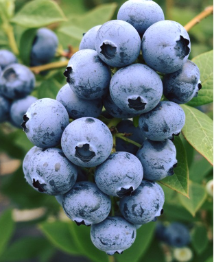How to Grow Blueberries in a Pot at Home