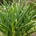 How to Grow Peanuts from Store-Bought Nuts: The Ultimate Gardening Hack