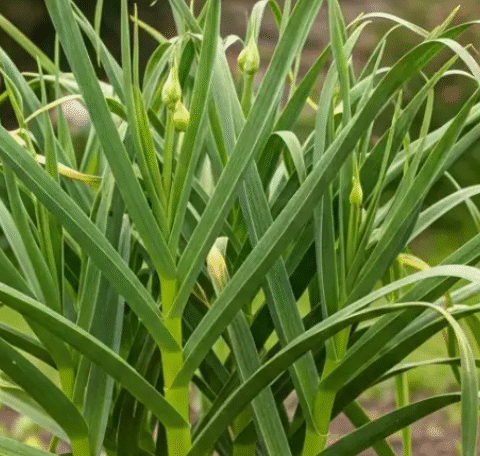 How to Grow Garlic at Home Without Effort