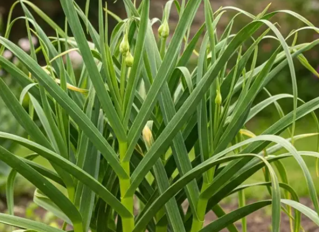 How to Grow Garlic at Home Without Effort