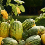 Growing Tomatoes at Home from Tomatoes