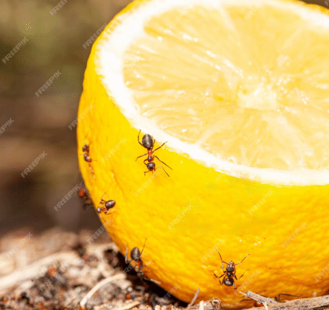 Aphids and insects will never return to your home with this strong natural remedy