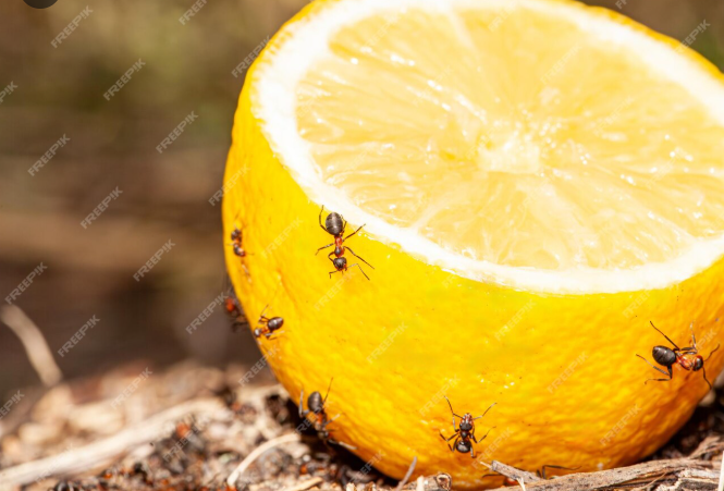 Aphids and insects will never return to your home with this strong natural remedy