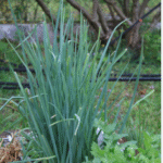Aphids and insects will never return to your home with this strong natural remedy