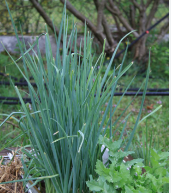 How to Grow Onions in Vertical Bottle Planters