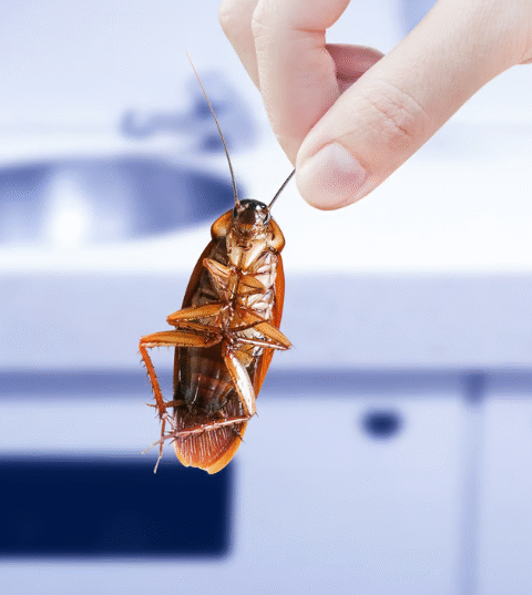 How to Use Toothpaste to Eliminate Cockroaches